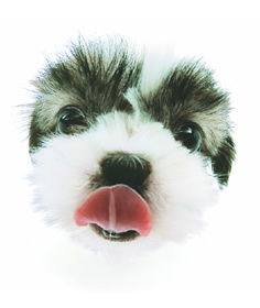 shi-tzu2.jpg