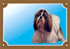 shi-tzu6.gif