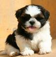SHI TZU9.jpg